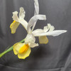 鸢尾.黄色（阿波罗） 商品缩略图4