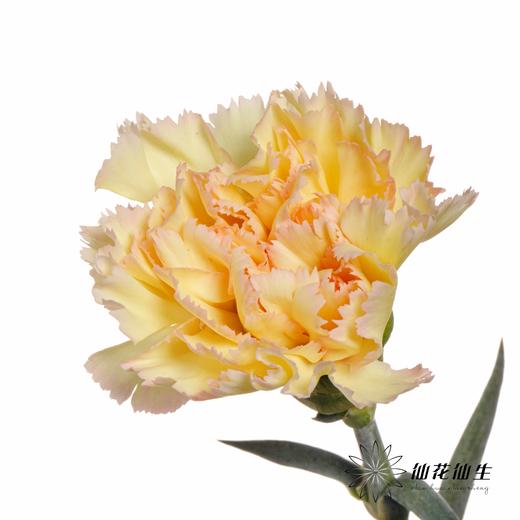 单头康乃馨 | 可可西里 商品图3