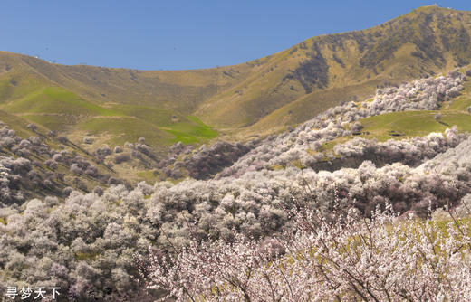 4月6日（越野车）【新疆】伊犁杏花盛放的季节：伊犁杏花、S101丹霞地貌、那拉提冰百合、赛里木湖冬景9天//伊犁杏花、野果林、雪山云杉 8天 商品图2