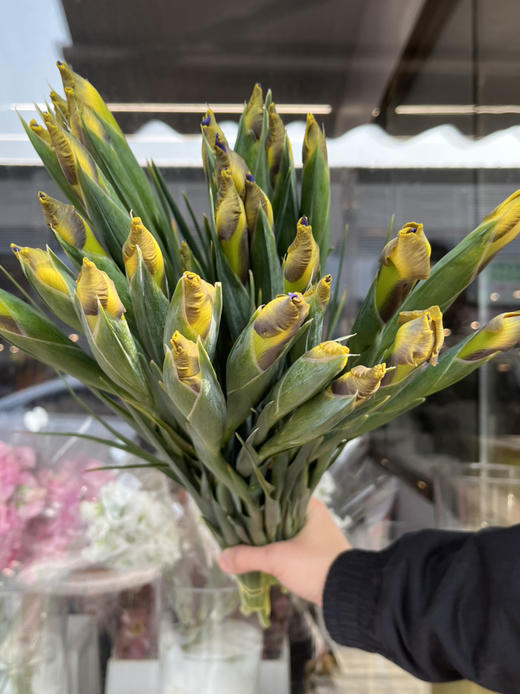 国产花材-【鸢尾】西贡小姐 商品图3