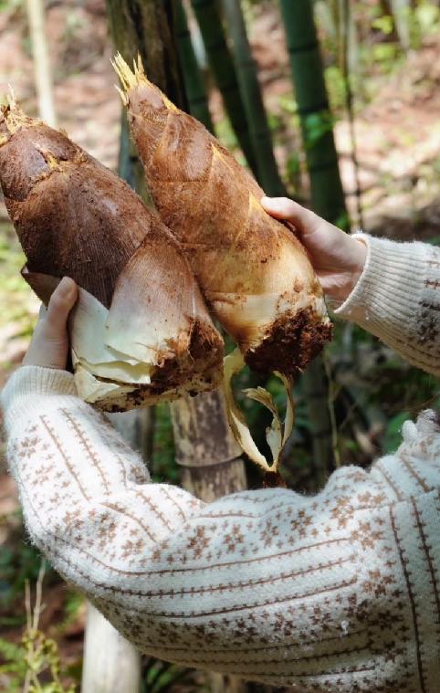 4.1/4.4【蒲江-采茶挖笋记】“小茶农”初体验，采茶，炒茶，挖春笋，吃春日竹笋宴，学竹子知识、做竹节人 商品图2