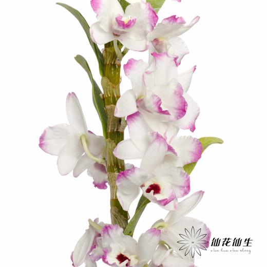 配花 | 石斛花白底紫边 商品图2