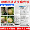 柑橘砂皮病专杀肟菌酯戊唑醇代森锰锌黑点树脂病水稻纹小麦杀菌剂 商品缩略图2