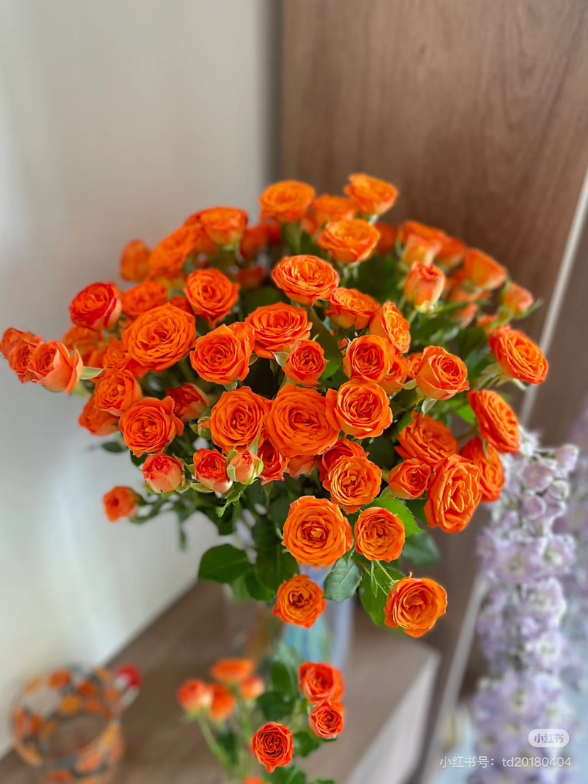 预售15号到货 橙色芭比一扎10支 支长60厘米