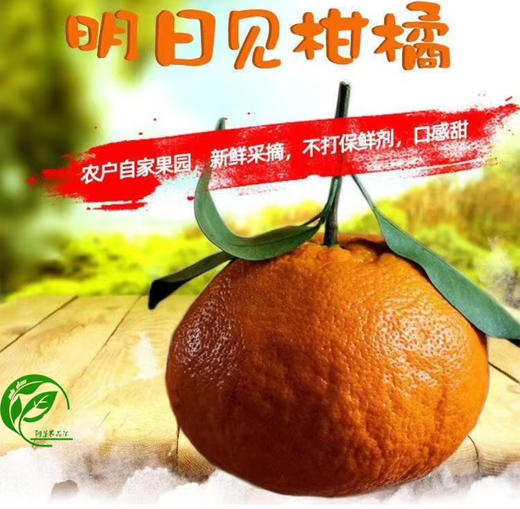 柑橘皇后明日见，果子硬度高，果肉紧实，汁水足，果香浓郁，9甜1酸！ 商品图2