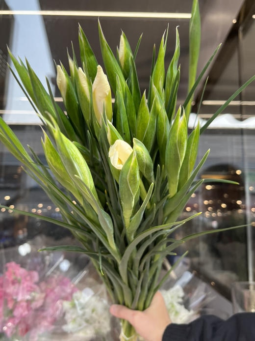 国产花材-【鸢尾】诺法白 商品图6