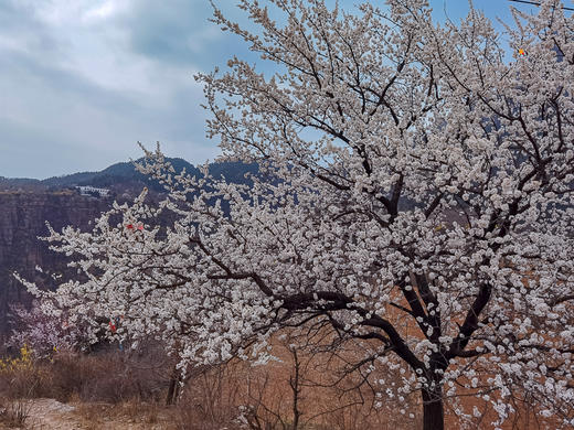 【南太行徒步2日】三月团桃花盛宴经典徒步の三郊口-五连洞-兵部站-桃花谷上腊江-秋沟桃花节 商品图1