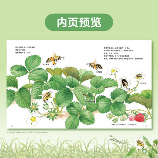 小天角 蒲公英为什么要飞起来？+谁在橡果上打洞？+落叶中的自然课 商品图6