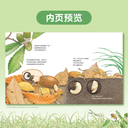 小天角 蒲公英为什么要飞起来？+谁在橡果上打洞？+落叶中的自然课 商品图4