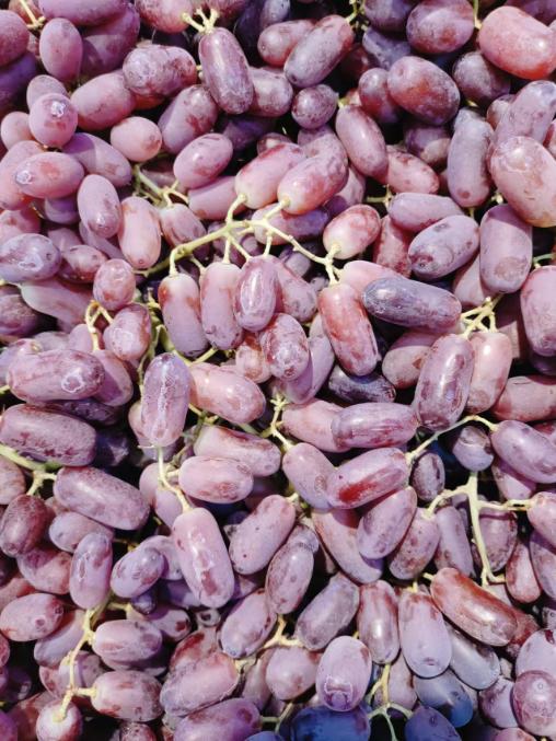 金手指葡萄一斤 商品图0