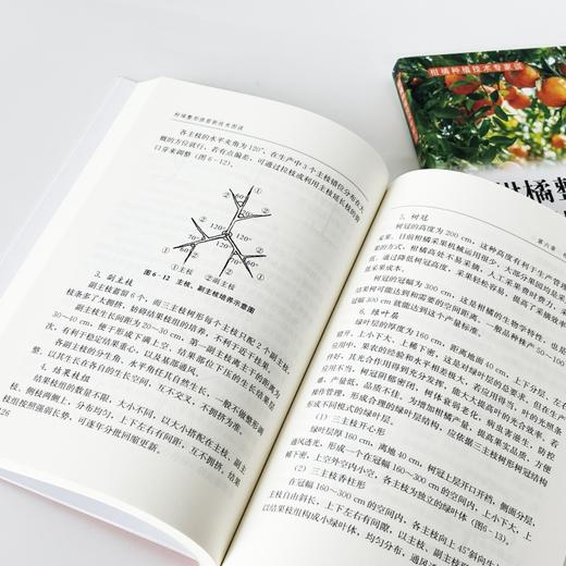 柑橘种植技术专家谈:柑橘整形修剪新技术图说 口碑之选，60年一线专家实战技法图解，果农常备案头书 商品图4