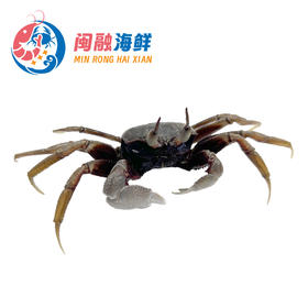 鲜活沙马蟹 /只