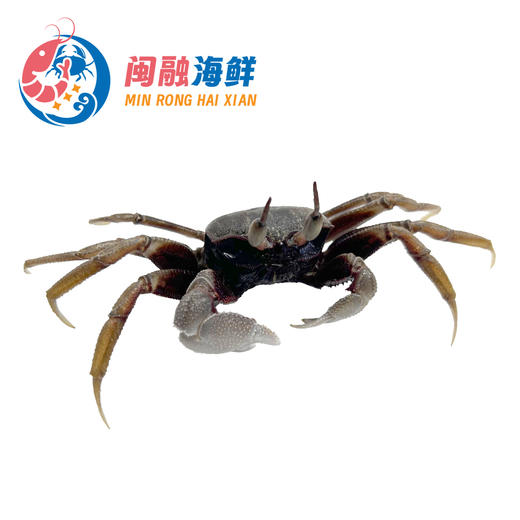 鲜活沙马蟹 /只 商品图0
