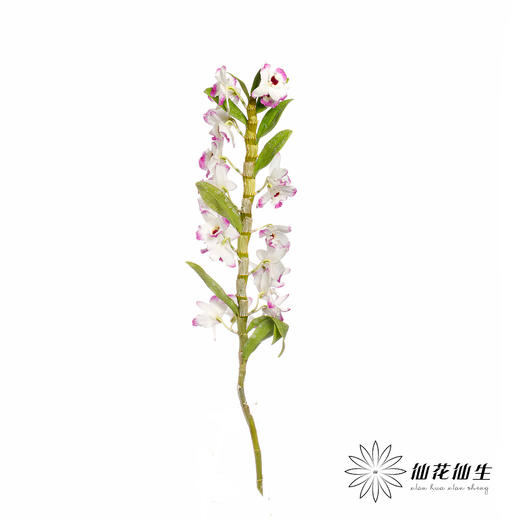 配花 | 石斛花白底紫边 商品图1