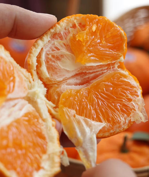 柑橘皇后明日见，果子硬度高，果肉紧实，汁水足，果香浓郁，9甜1酸！ 商品图1