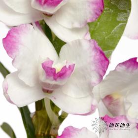 配花 | 石斛花白底紫边