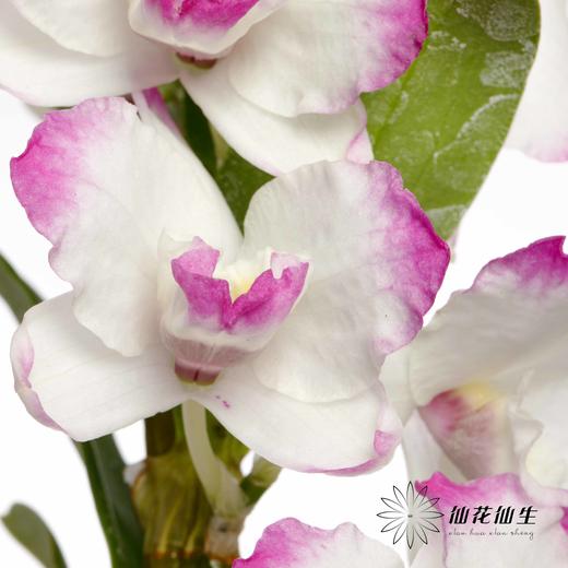 配花 | 石斛花白底紫边 商品图0
