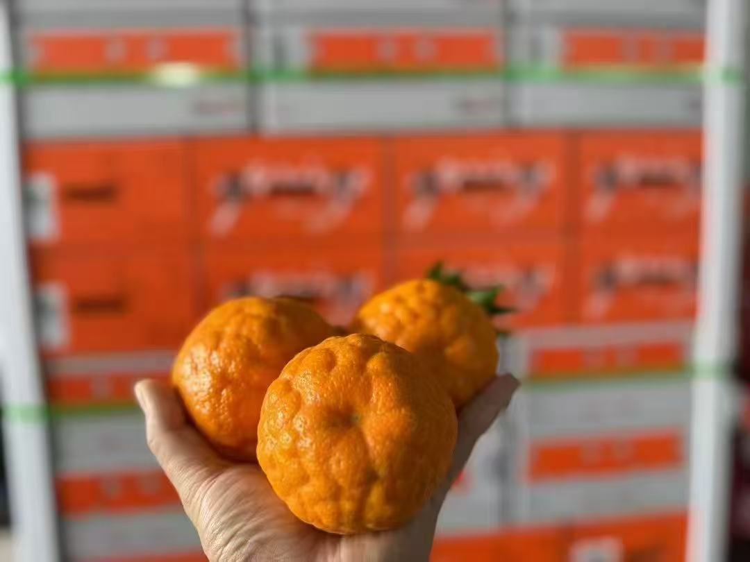 探蜜熊四川眉山耙耙柑