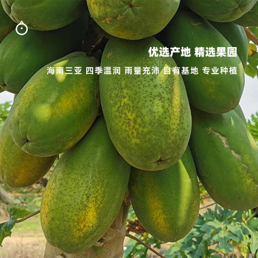 企鹅市集|海南三亚 红心牛奶木瓜 5斤装/8斤装 细嫩丝滑 入口即化 水果 商品图3