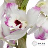 配花 | 石斛花白底紫边 商品缩略图4