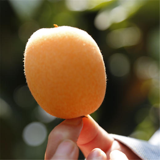 【云南长虹枇杷】顺丰到家 新鲜采摘 早春“黄金果” 果肉细腻 水润清甜 皮薄肉厚 汁水充足 多种规格任选 商品图4