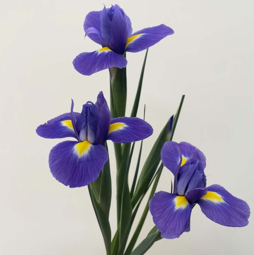 配花-鸢尾-紫色-10支/扎