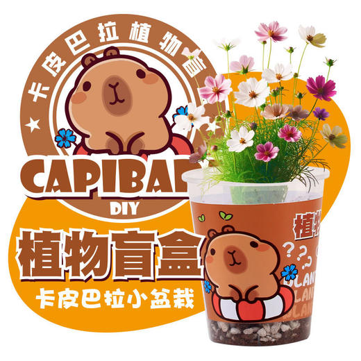 【10盒限定植物盲盒】小学生DIY创意蛇年盆栽迷你桌面绿植 儿童礼物 种植吧春天植物 商品图4