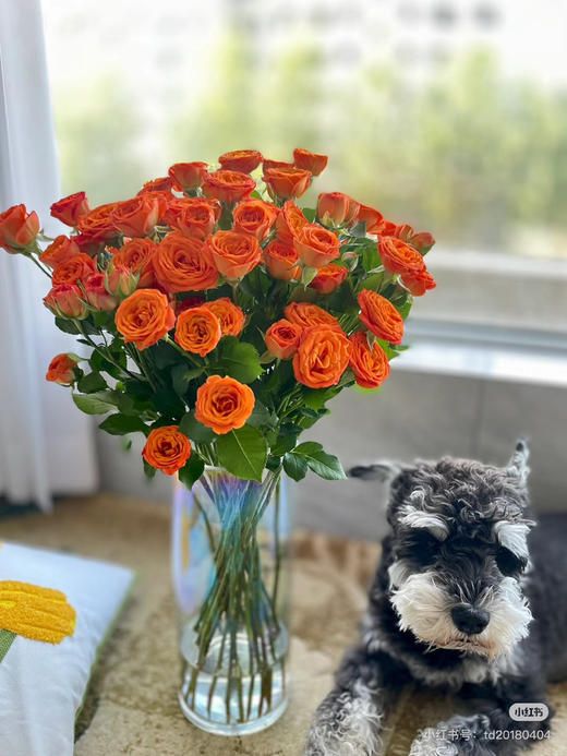 预售15号到货 橙色芭比一扎10支 支长60厘米 商品图1