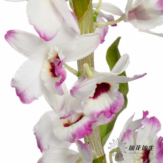 配花 | 石斛花白底紫边 商品图5