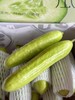 野黄瓜（3斤） 商品缩略图1