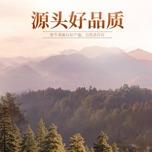 杞里香250g牛蒡茶牛蒡茶牛蒡根黄金牛蒡茶茶泡水 商品图2