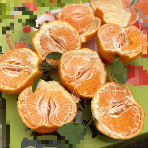 招财猫春见 商品图1