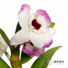 配花 | 石斛花白底紫边 商品缩略图7