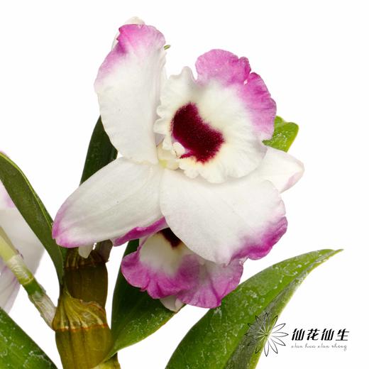 配花 | 石斛花白底紫边 商品图7