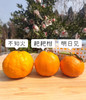 柑橘皇后明日见，果子硬度高，果肉紧实，汁水足，果香浓郁，9甜1酸！ 商品缩略图4