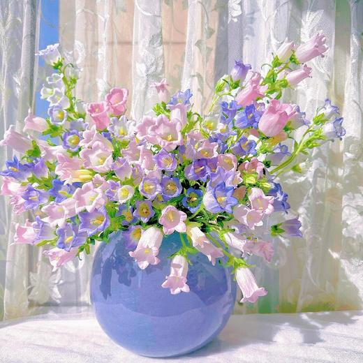 【紫陌霓裳】紫色风铃花1束约4-5支+粉色风铃花1束约4-5支/份 商品图0