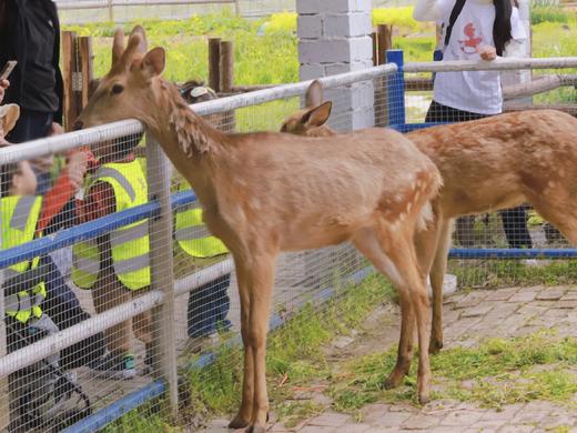 小红书|周末、端午不加价！￥599起/晚，宿【平湖卓越铂尔曼酒店】家庭房+自助早餐+亲子游玩套餐，背靠城市绿肺，俯瞰平湖美景，萌宠喂养，另有含晚餐/棒球乐园/3间夜套餐可选！有效期2025年5月31日 商品图3