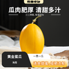 黄金蜜瓜丨刚收到脆嫩爽滑，放几天后香甜软糯多汁，自然清甜汁水 商品缩略图0