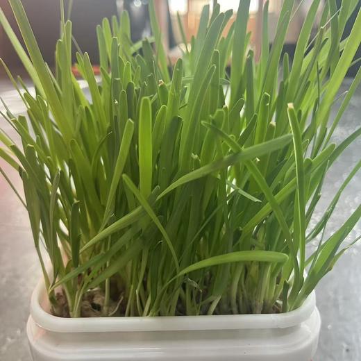 华土韭菜育苗器 有机陶瓷种植，无农化，无污染，纯净健康 商品图1