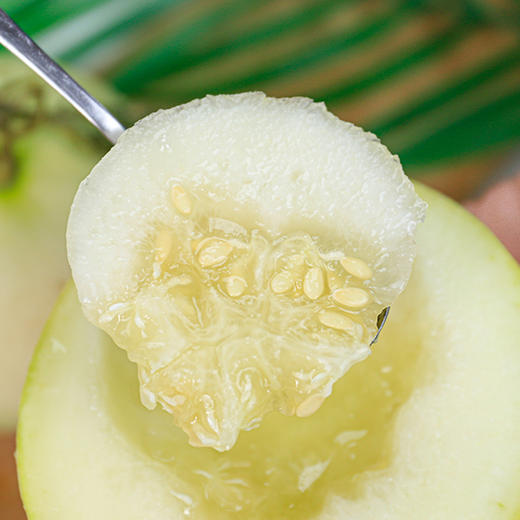 【现摘现发】当季新鲜云南郁金香小甜瓜 肉质丰厚 甜嫩多汁 清爽怡人 小香瓜 商品图2