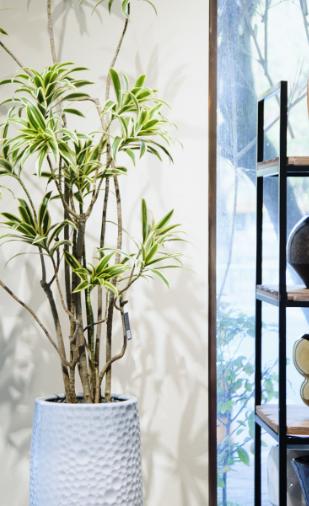 落地金边百合竹 商品图2