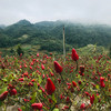 【贵州干辣椒&辣椒面&油泼辣椒】选用的子弹头，是朝天椒的一种，因其“品味温醇、香辣协调”，成为辣椒界的“傲骄”。 商品缩略图6