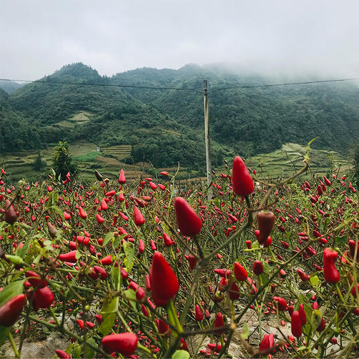 【贵州干辣椒&辣椒面&油泼辣椒】选用的子弹头，是朝天椒的一种，因其“品味温醇、香辣协调”，成为辣椒界的“傲骄”。 商品图6