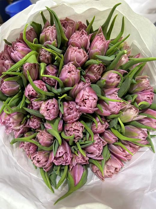 荷兰进口郁金香多色可选9支精品合集 商品图12