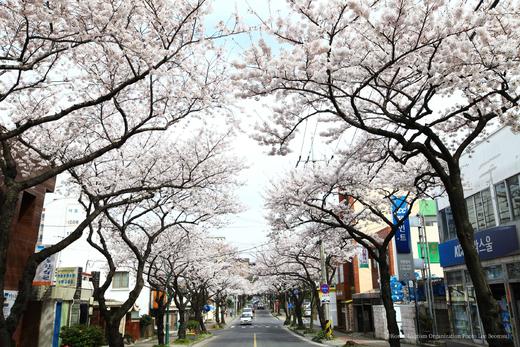 春季韩国樱花摄影团5天——12天：济州、首尔、釜山、庆州、大邱、全州樱花之旅 商品图2