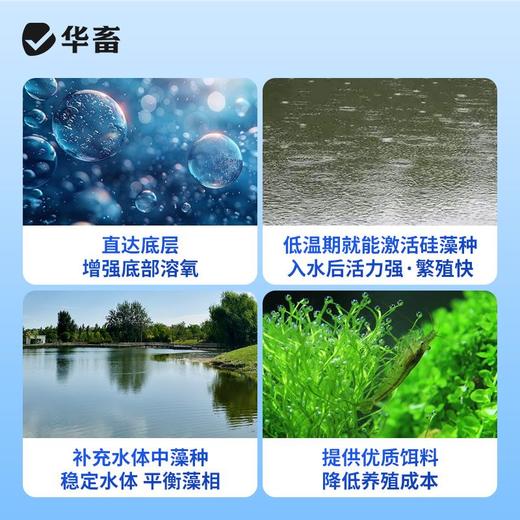 华畜硅藻颗粒水产养殖增氧培藻鱼塘虾蟹池塘用低温肥水藻种稳定剂 商品图3