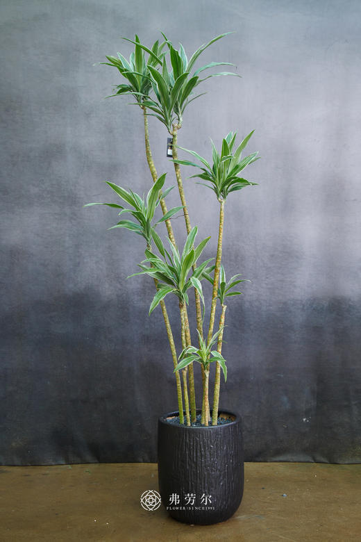 银边铁 商品图0