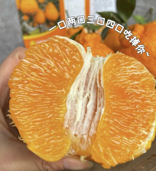 【分仓直发包邮】不知火丑橘3斤（约11个）（小果，果径65-70mm） 商品图1