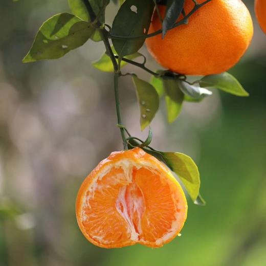 【顺丰快递】半坡阳光·春见耙耙柑🍊 只做真正春天到来的自然成熟耙耙柑 - ABPYG 商品图1