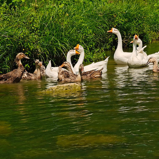 【散养三年以上的农家老鹅-母鹅】自由散养纯粮食喂养的农村老鹅（母鹅） 商品图2